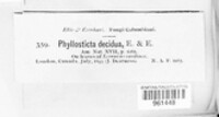 Phyllosticta decidua image